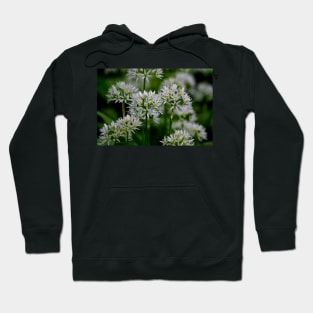 Wild Garlic Hoodie